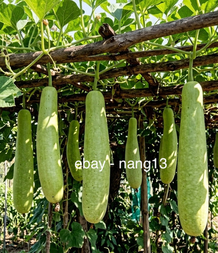 Bottle gourd plant - x,
