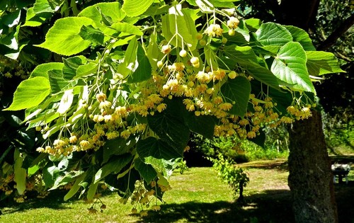Linden tree tilia - 🌳, 🌳(tilia