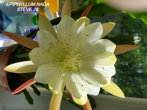 Epiphyllum hybrid nada - hybrid,
