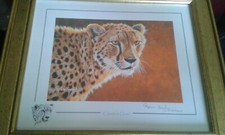 CHEETAH  STEPHEN GAYFORD