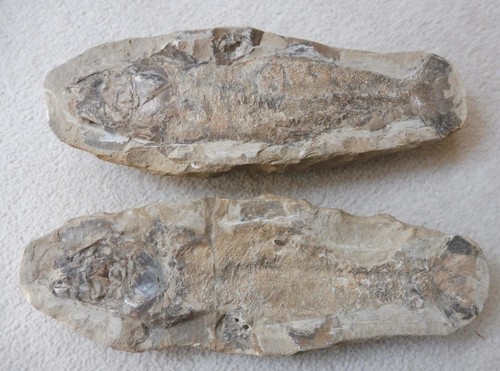 Tharrhias araripis fish - araripis, cm