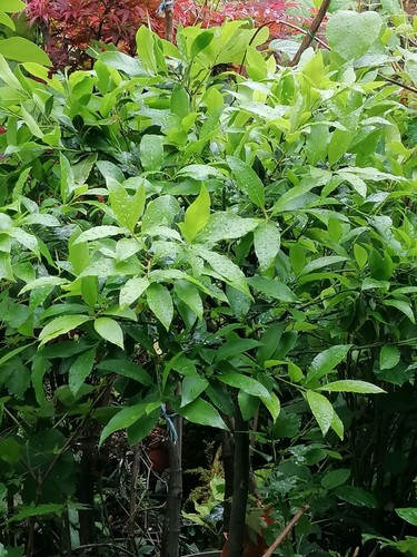 Bay tree hardy evergreen - tree,