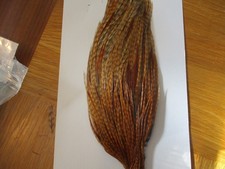 genetic cock cape dark barred