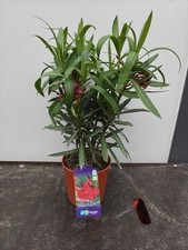 2L Nerium 'Oleander' Dark Pink