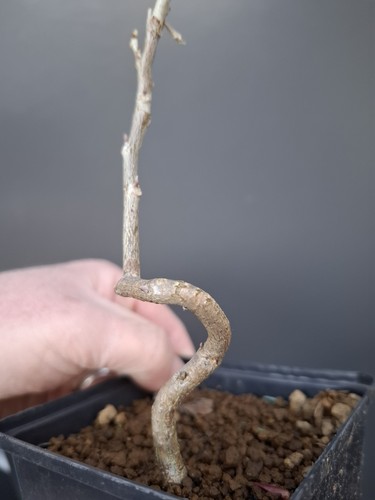 Wisteria bonsai tree - wisteria,