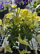 Surfinia Plant In Basket