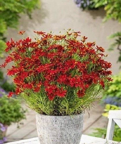 Coreopsis ladybird tickseed - 'ladybird',