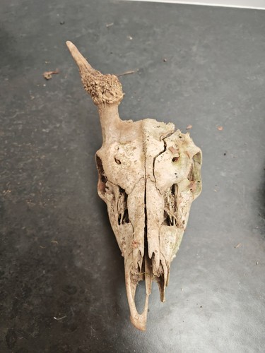 Fallow pricket skulls deer - skulls,