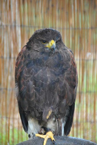 Harris hawk parabuteo - harris,