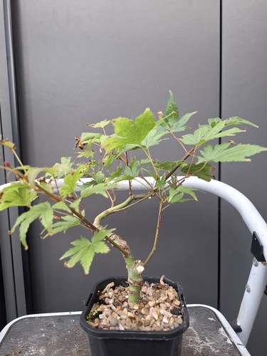 Part trained japanese maple - trained,