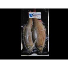 SeaFreeze ROACH ALL SIZES Pike