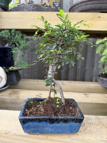 Potted bonsai tree - potted, broadleaf