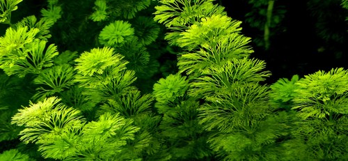Limnophila sessiliflora - 6,