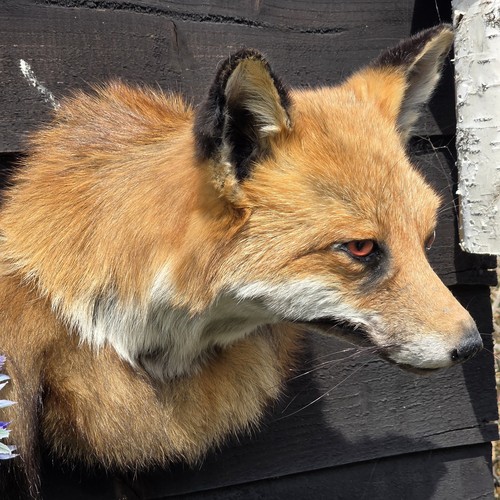 Fox head taxidermy - wall, mount
