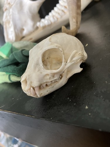 Meercat skull taxidermy - meercat, exotic