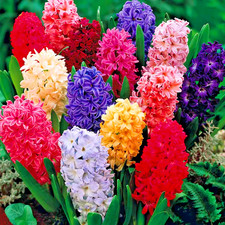 Hyacinth Garden Mix 10x Deluxe