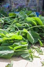 Comfrey ‘Bocking 14’ - 10