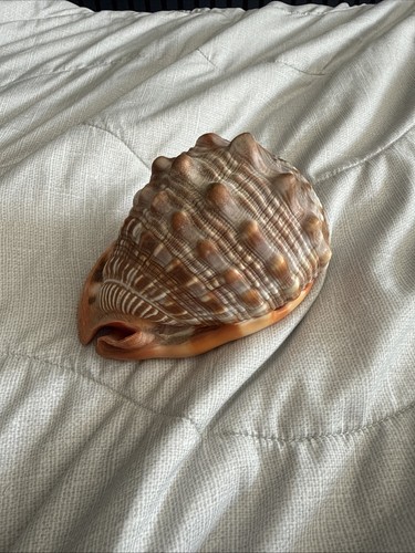 Large natural decorative sea - large,