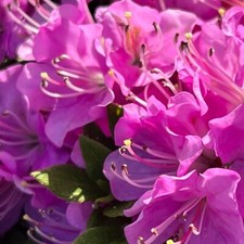 Azalea japonica Pink 17cm Pot