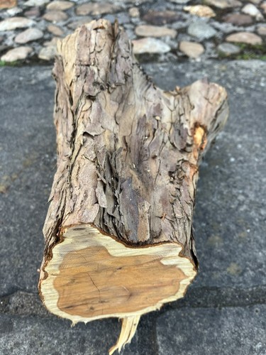 Yew wood log for - ,