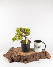 Juniper Bonsai Tree –