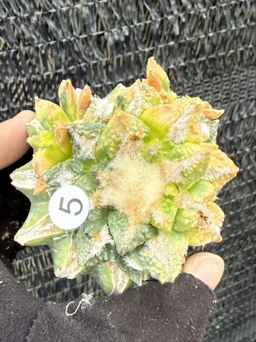 Rarecacti ariocarpus fis - ariocarpus,
