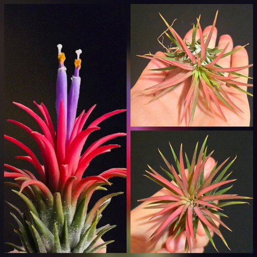 Tillandsia ionantha rubra - ionantha,