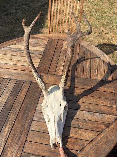 Genuine young red stag - stag, skull