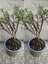 Crassula sarcocaulis small - crassula,
