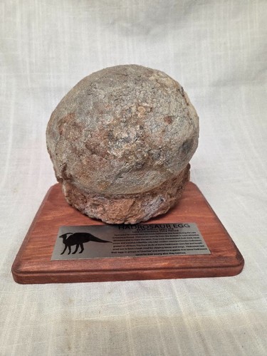 Fossilized egg hadrosaur - egg,