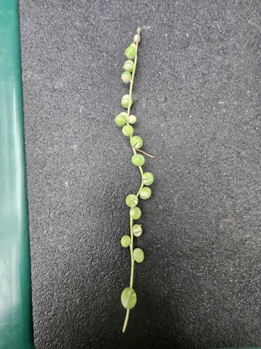 String pearls variegated - of,