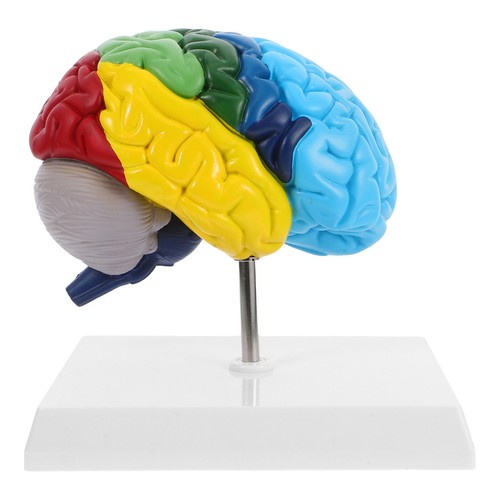 Human brain model - human, anatomy