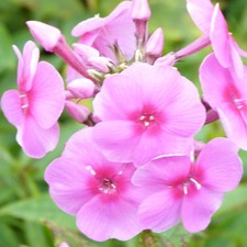 Phlox Paniculata Eva Cullum 1