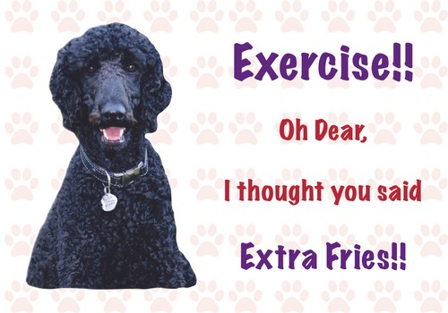 Funny black poodle dog - funny,