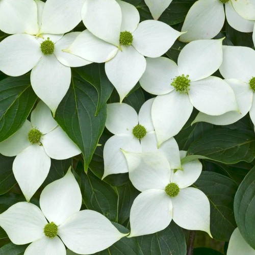 Cornus kousa china - cornus,