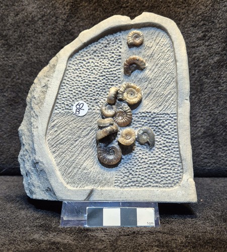Calcite ammonites - calcite,