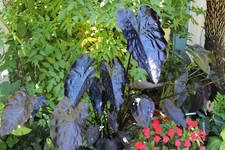 Colocasia Painted Black Gecko - 1 plant