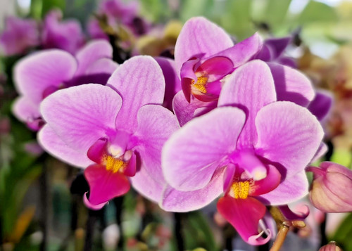 Gorgeous twin stem bright