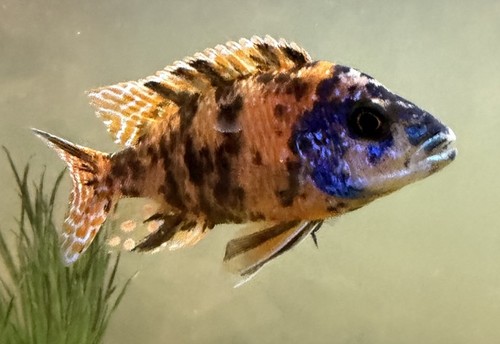 Peacock male african - ob,
