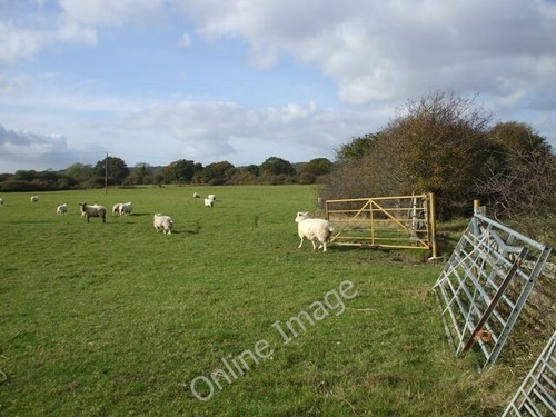 Photo 6x4 field sheep and - of,