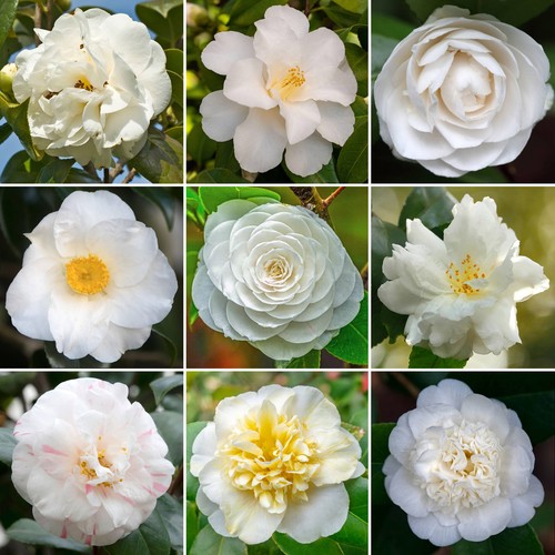 White camellia shrub vibrant - camellia, |