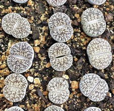 Sale Lithops lesliei var