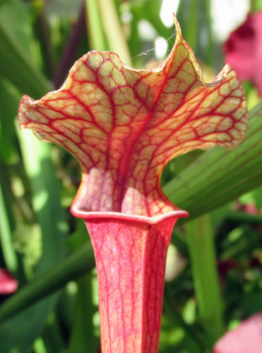 Sarracenia moorei near - sarracenia, x