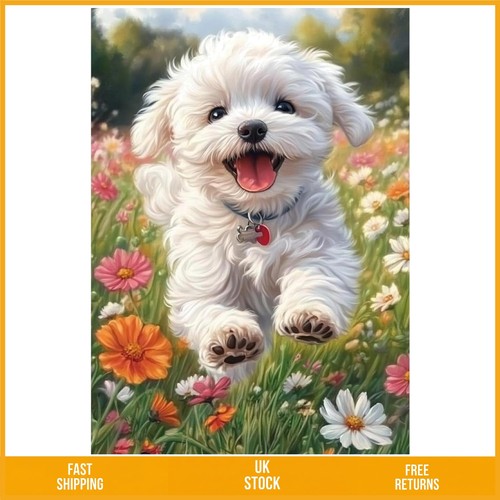 Beautiful white bichon - beautiful,