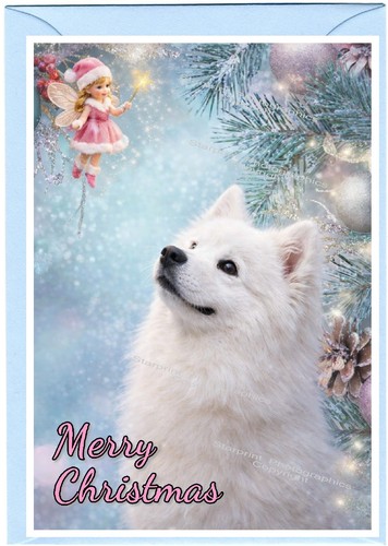 Samoyed dog - samoyed, a6