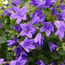 Campanula poscharskyana blue - campanula, |