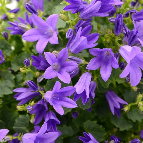 Campanula poscharskyana blue - poscharskyana, |