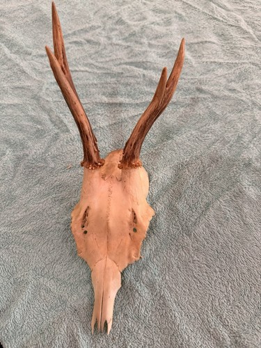 Roe deer skull - deer,