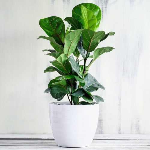 Fiddle leaf fig ficus - ficus, lyrata