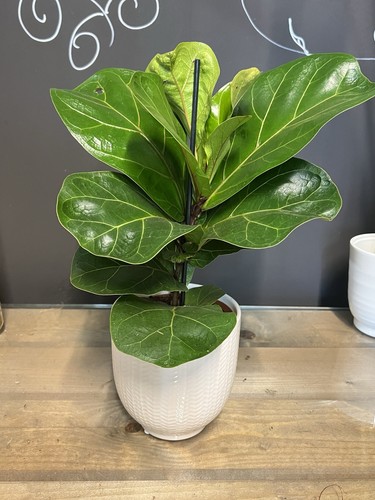 Fiddle leaf fig - indoor, tree